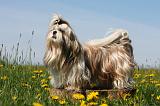 SHIH TZU 287
